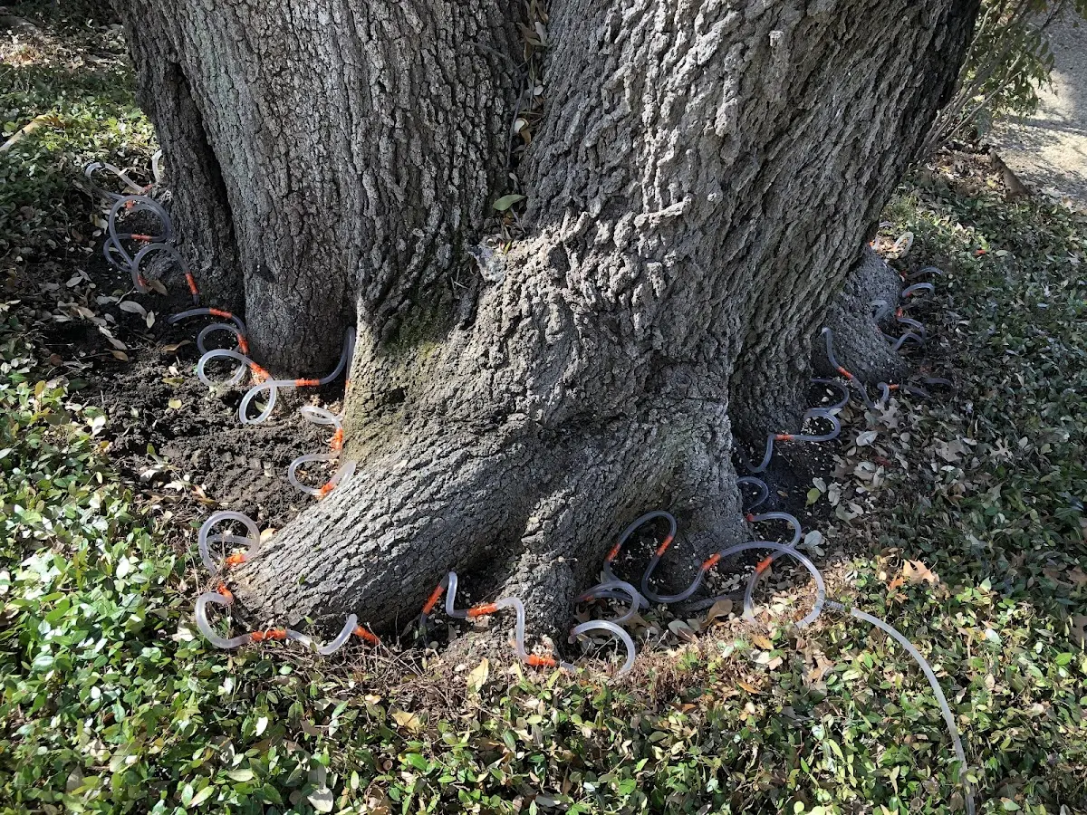 Detailed Tree Cabling and Bracing job site in Attalla