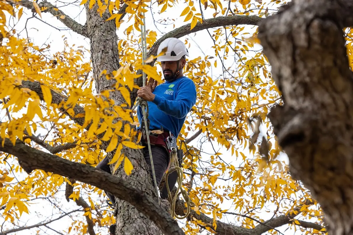 Skilled Tree Trimming crew working in Attalla