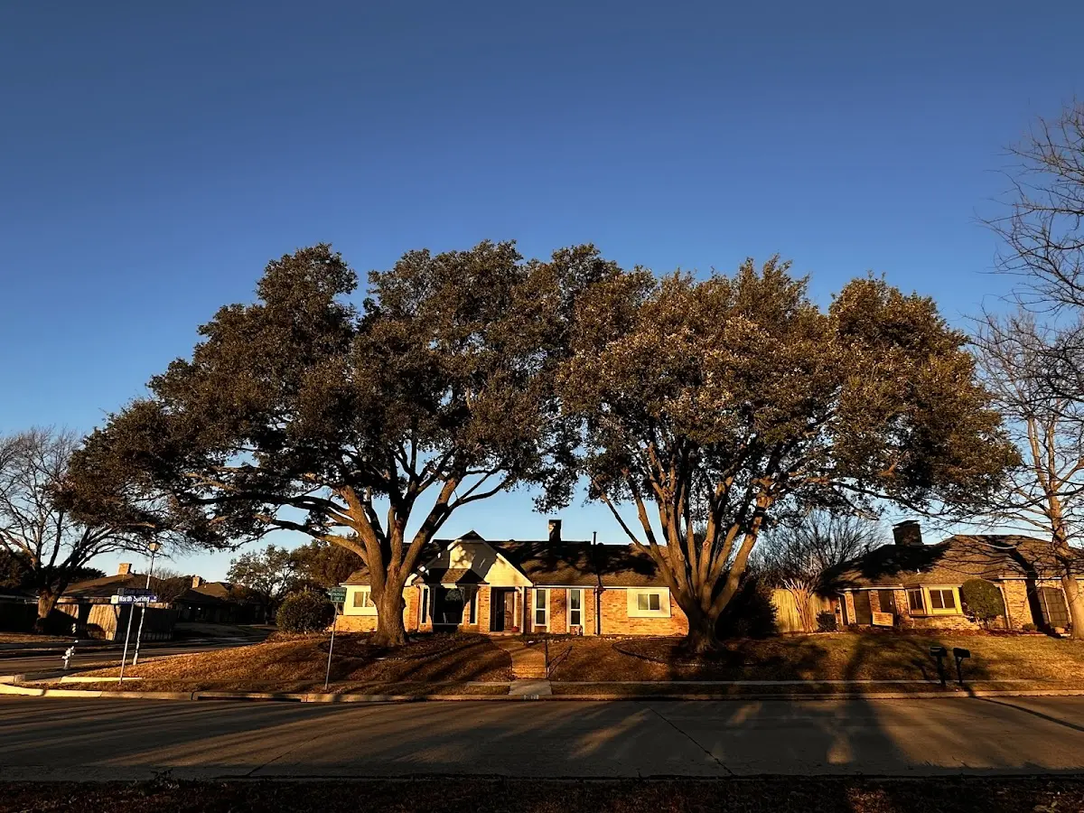 Established residential canopy tree shading a home in Attalla